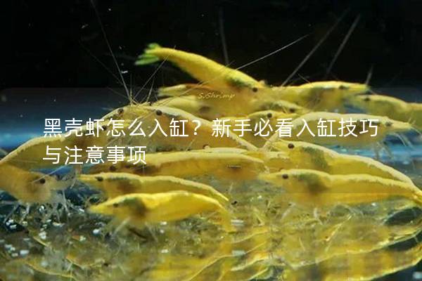 黑殼蝦怎么入缸？新手必看入缸技巧與注意事項